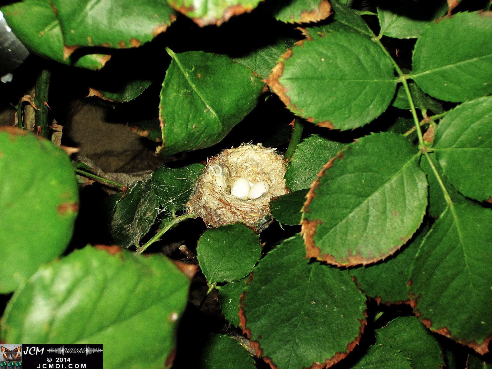Allen's Hummingbird Nest with eggs